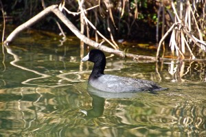 The American Coot is a familiar sight on Lady Bird Lake.